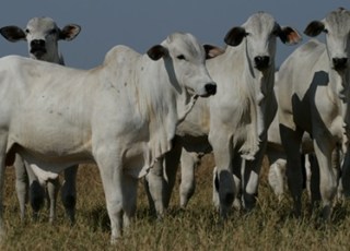 Preço futuro do boi gordo dispara e maio alcança maior patamar em 30 dias