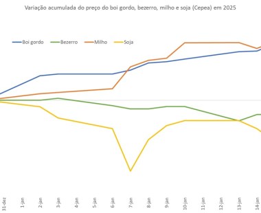 Preço do boi gordo, bezerro, milho e soja na primeira metade de março de 2025